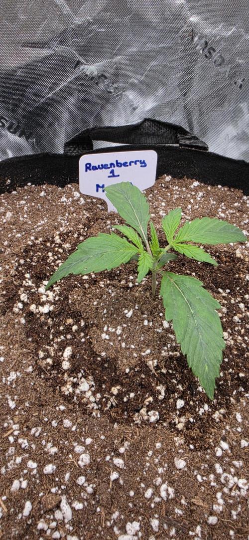 Mephisto fruits. Week 2 - Day 9