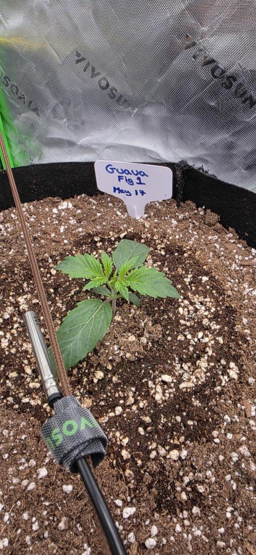 Mephisto fruits. Week 2 - Day 9