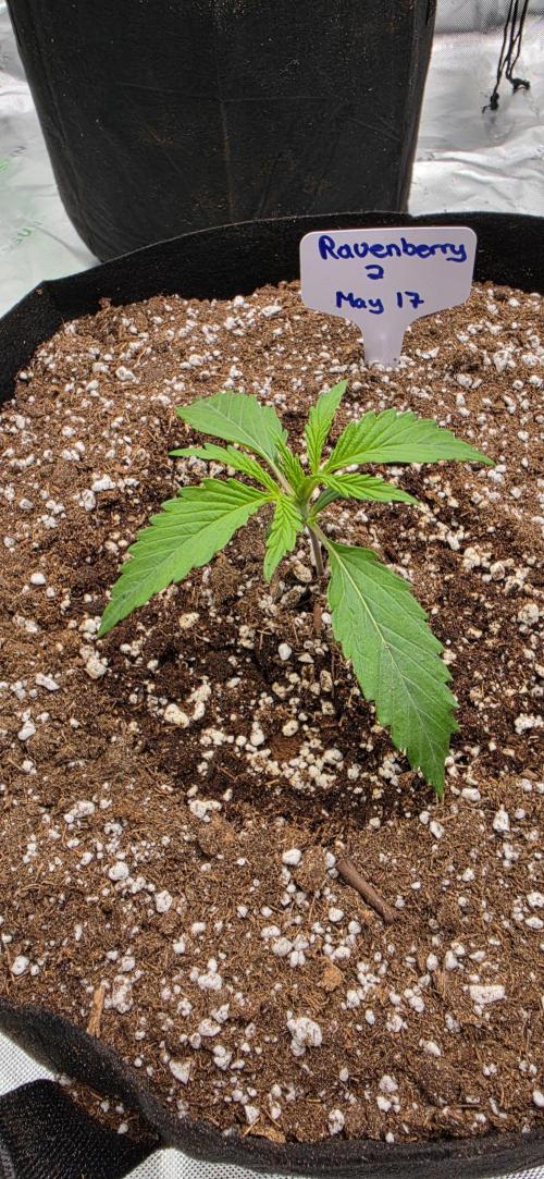 Mephisto fruits. Week 2 - Day 9