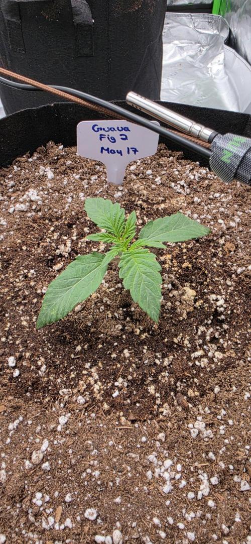 Mephisto fruits. Week 2 - Day 9
