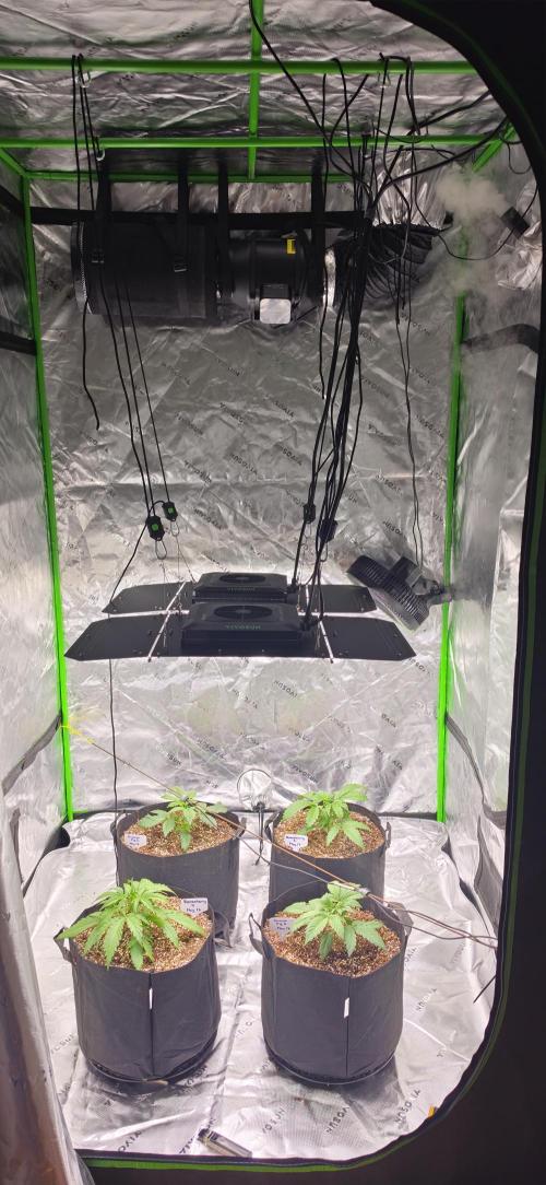 Mephisto fruits. Week 3