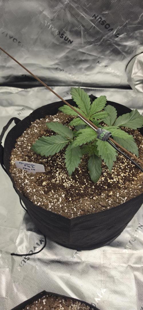 Mephisto fruits. Week 3
