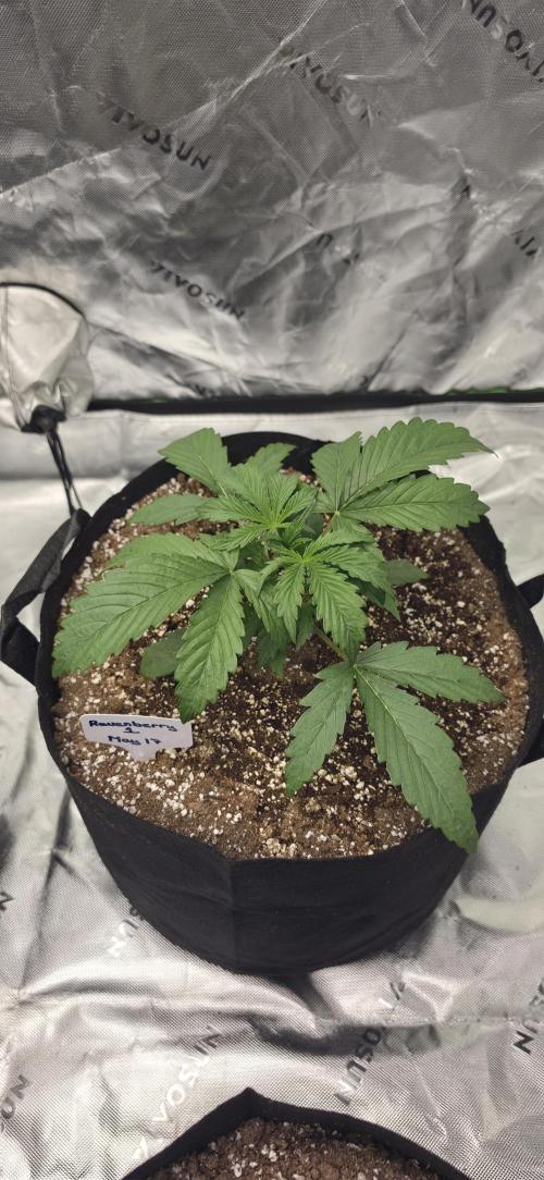 Mephisto fruits. Week 3
