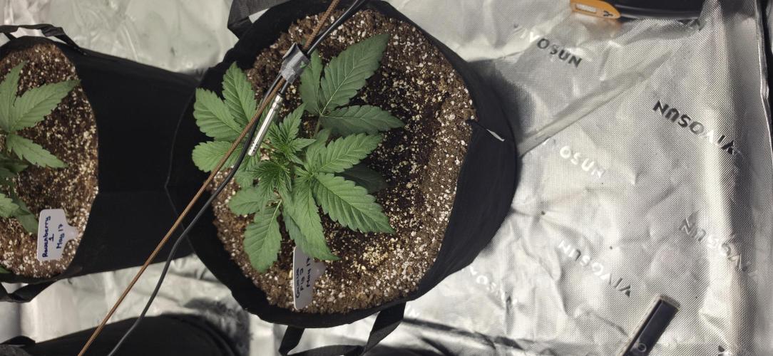 Mephisto fruits. Week 3