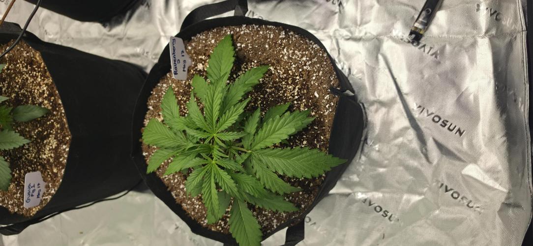 Mephisto fruits. Week 3