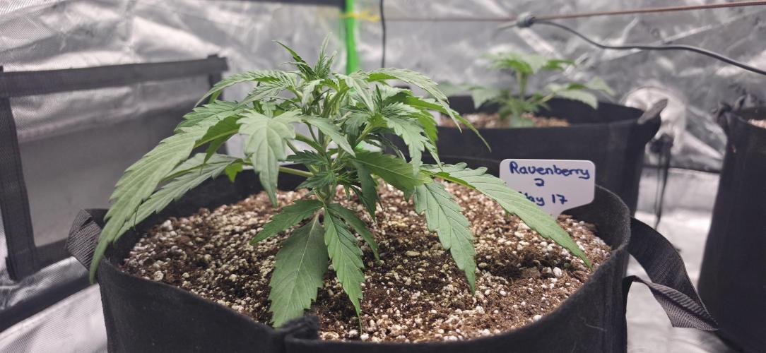 Mephisto fruits. Week 3
