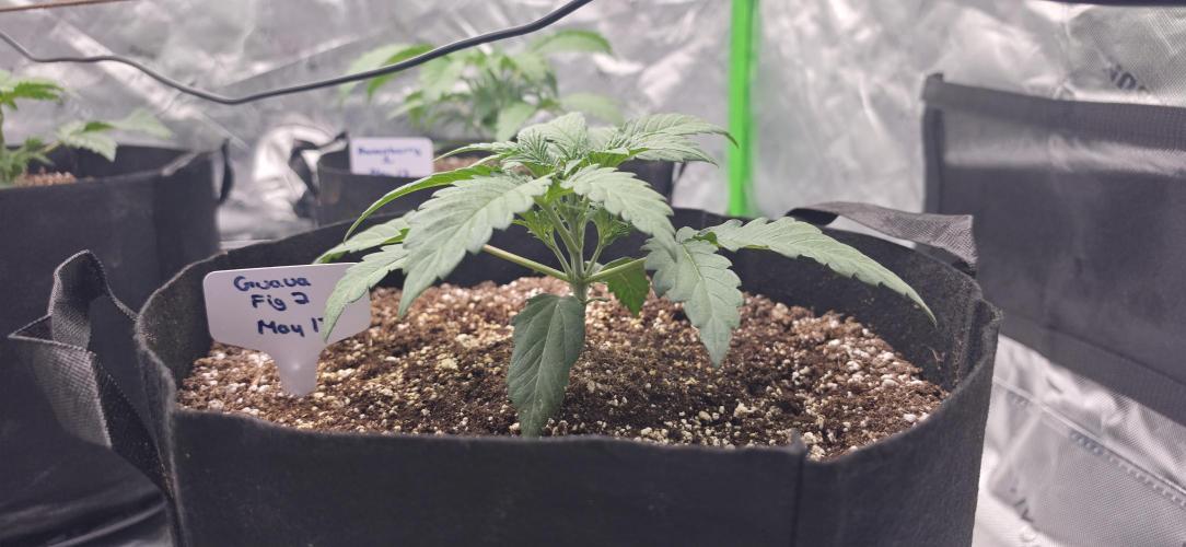 Mephisto fruits. Week 3