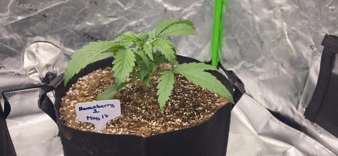 Mephisto fruits. Week 3