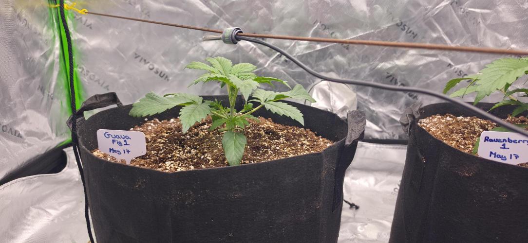 Mephisto fruits. Week 3