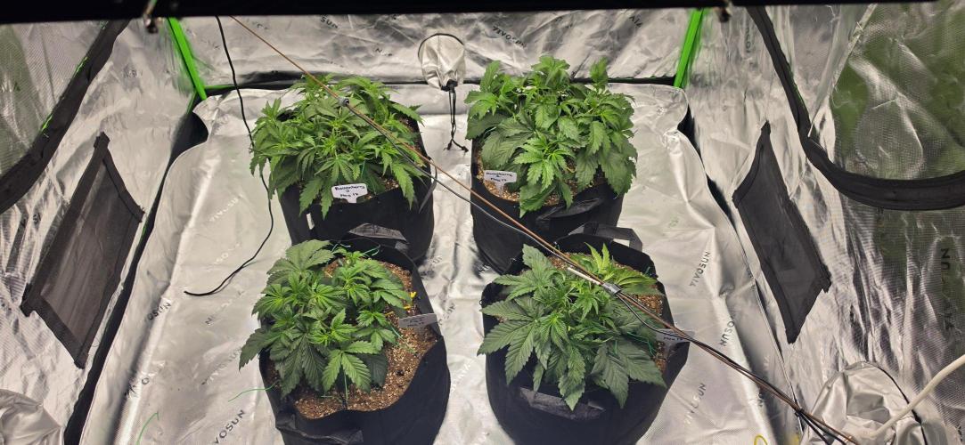 Mephisto fruits. Week 3