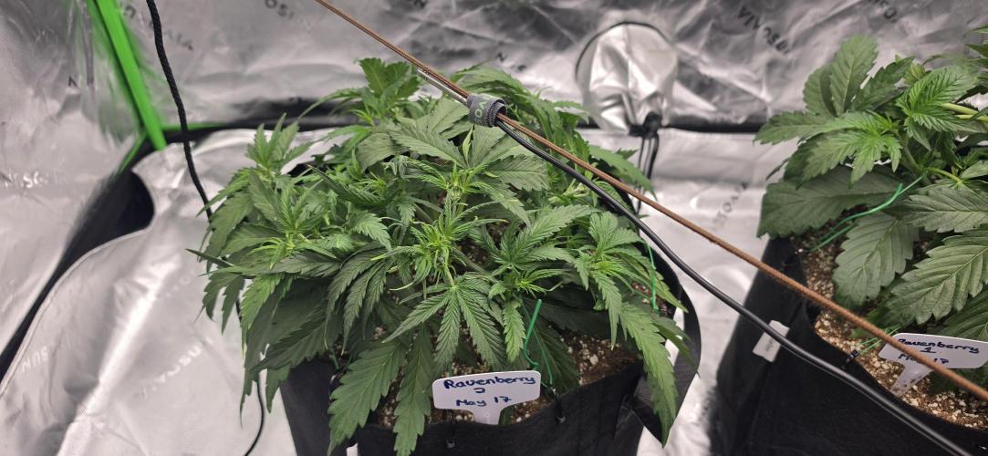 Mephisto fruits. Week 3