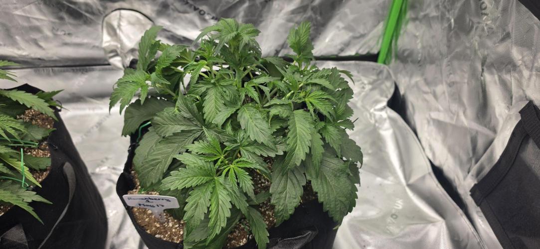 Mephisto fruits. Week 3