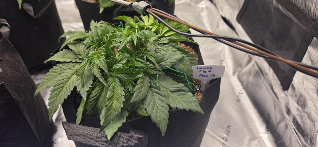 Mephisto fruits. Week 3