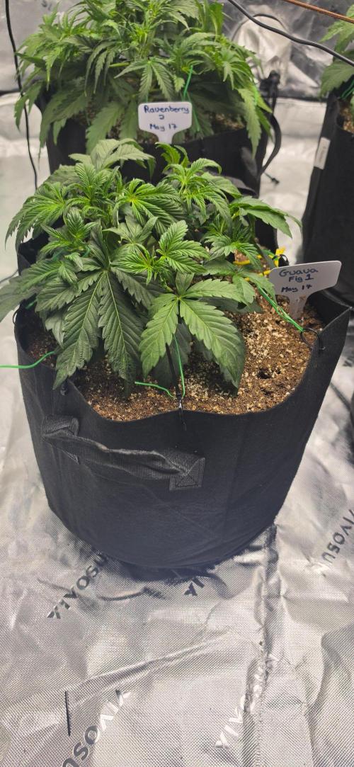 Mephisto fruits. Week 3