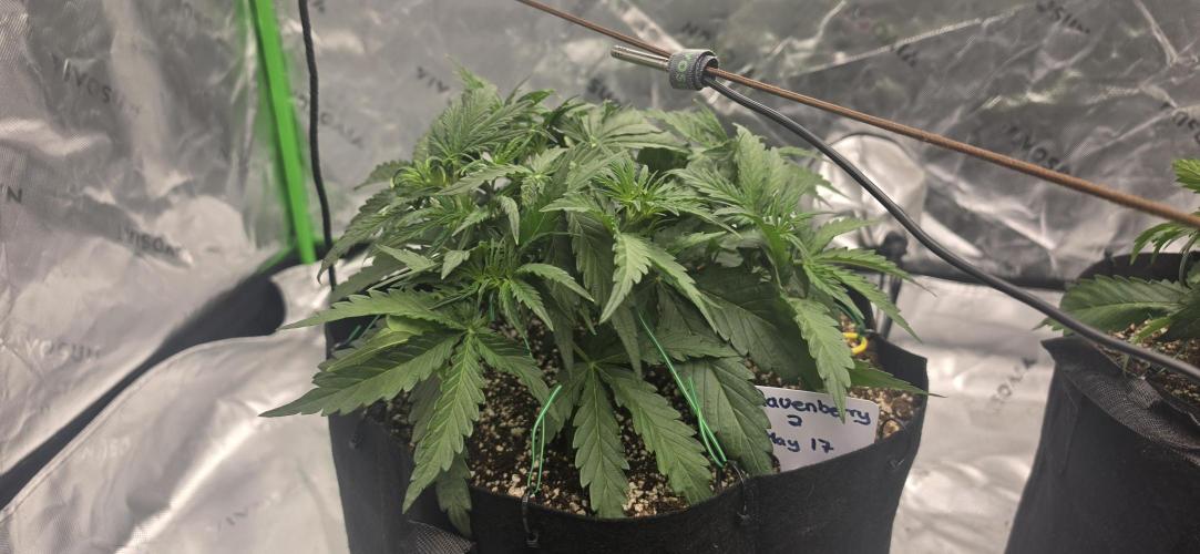 Mephisto fruits. Week 3