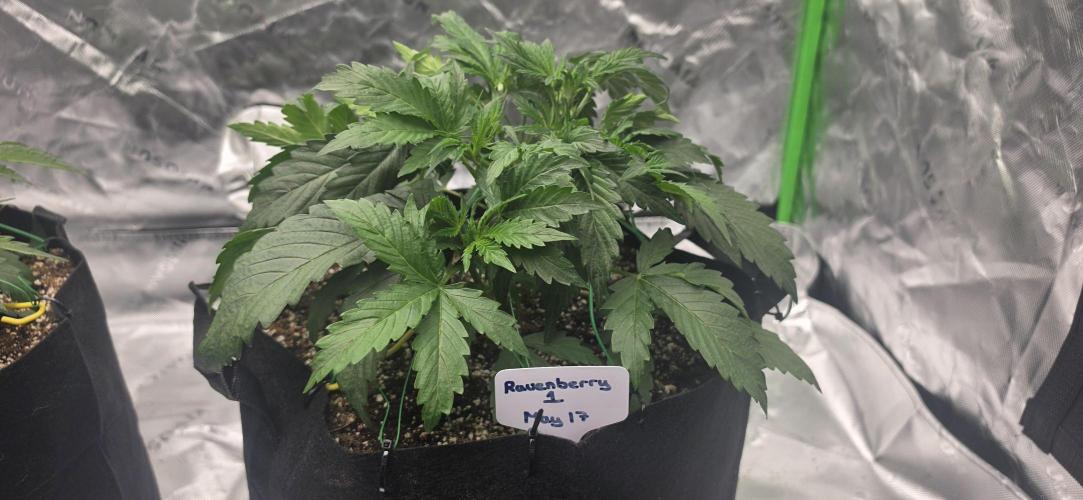 Mephisto fruits. Week 3