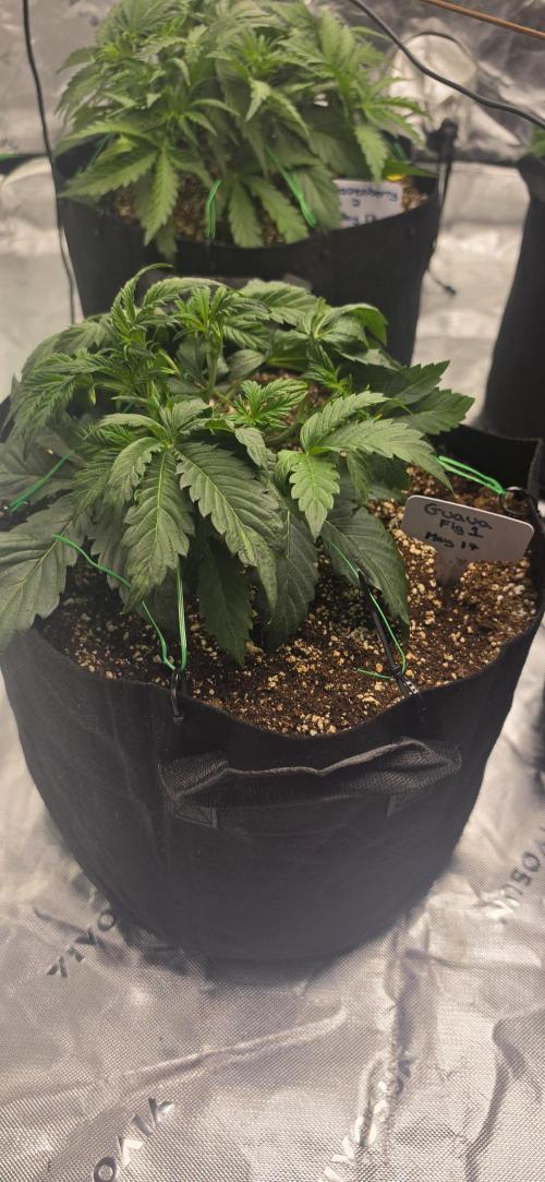 Mephisto fruits. Week 3
