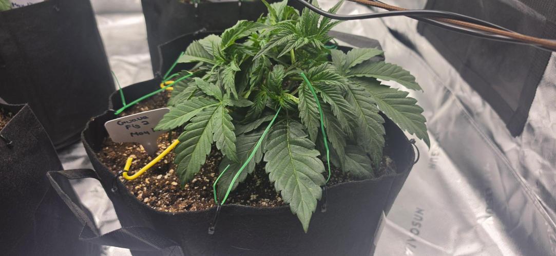 Mephisto fruits. Week 3