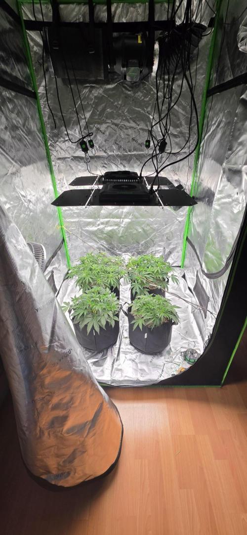 Mephisto fruits. Week 4