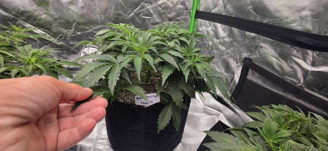Mephisto fruits. Week 4