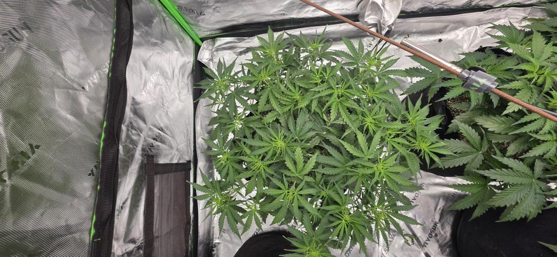 Mephisto fruits. Week 4