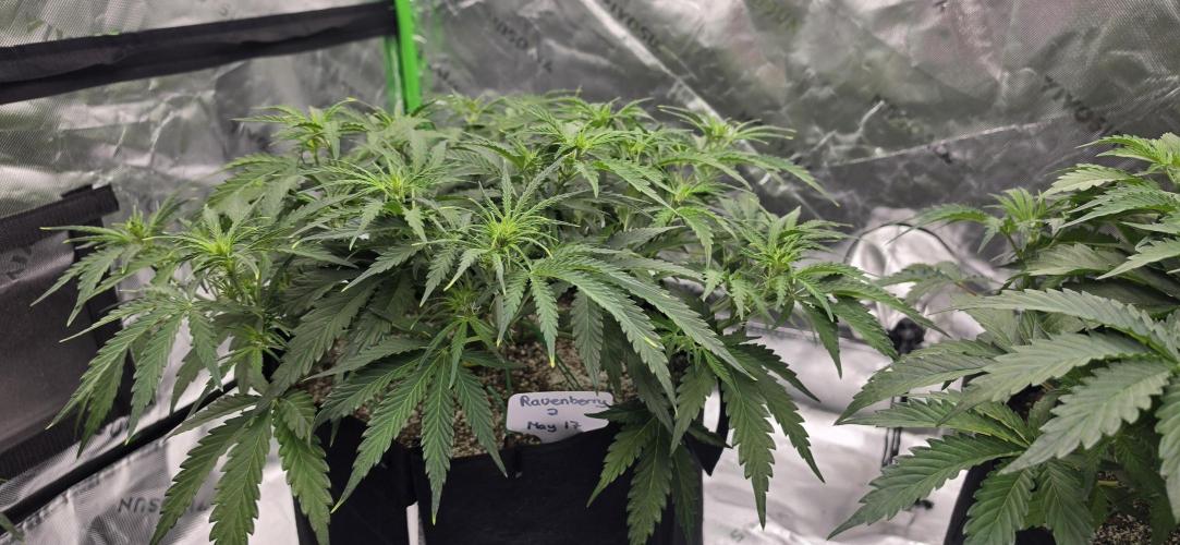 Mephisto fruits. Week 4