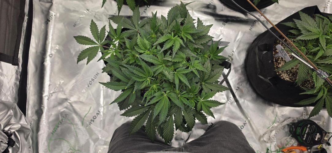 Mephisto fruits. Week 4