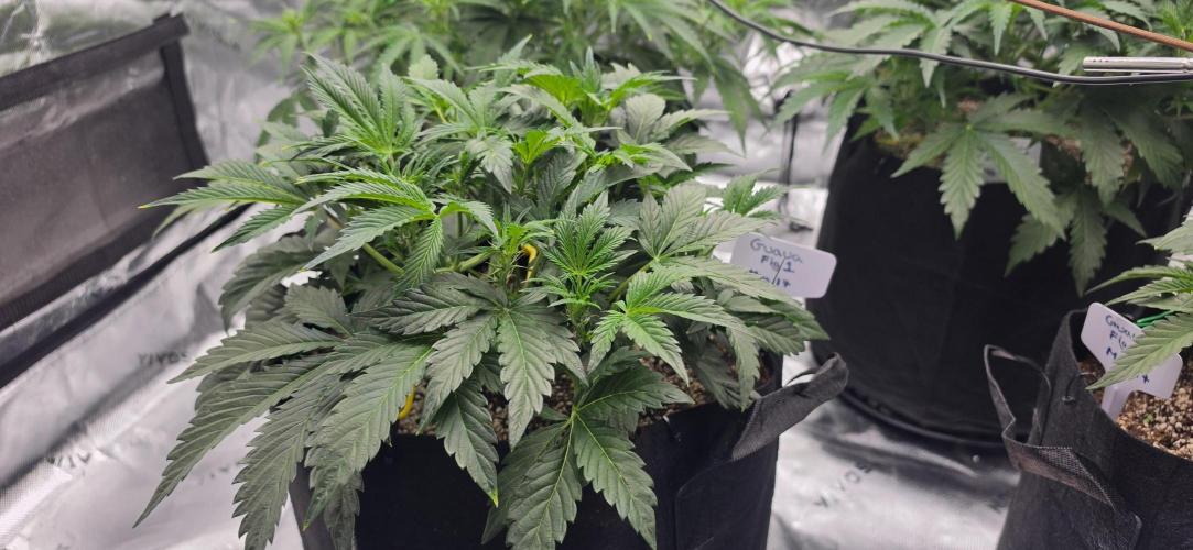 Mephisto fruits. Week 4