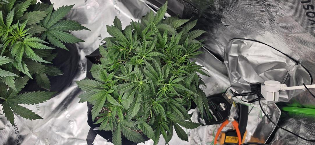 Mephisto fruits. Week 4