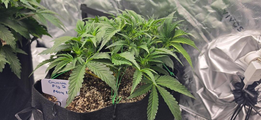 Mephisto fruits. Week 4