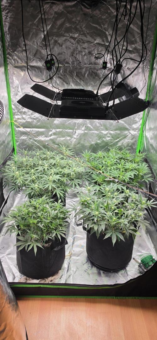 Mephisto fruits. Week 5