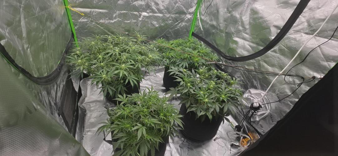Mephisto fruits. Week 5