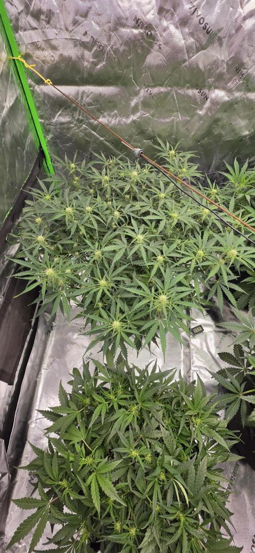 Mephisto fruits. Week 5