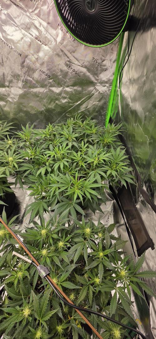 Mephisto fruits. Week 5