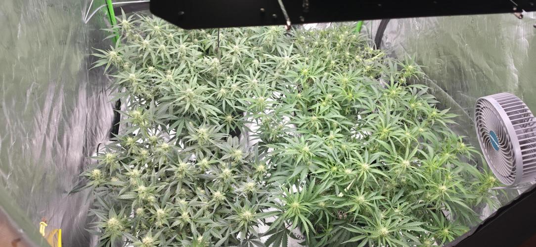 Mephisto fruits. Week 6