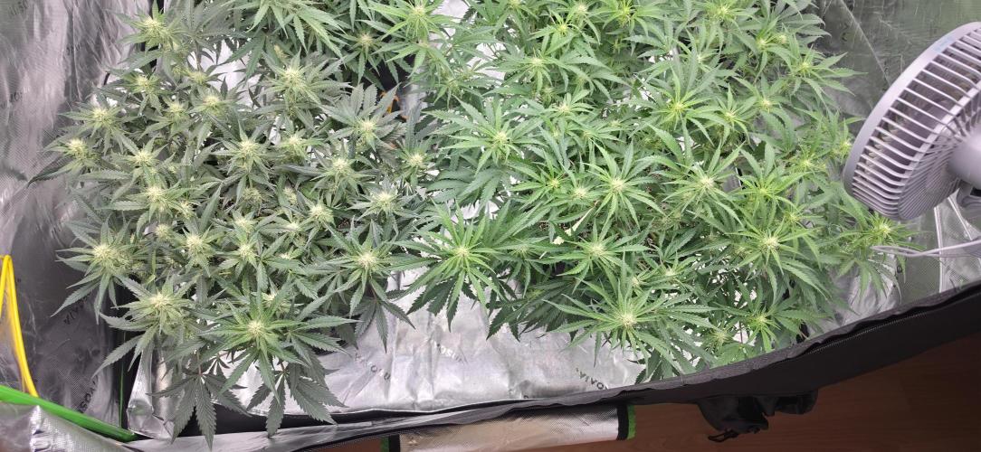 Mephisto fruits. Week 6