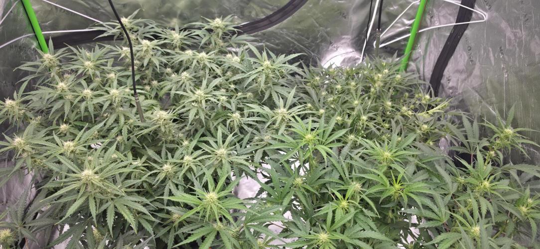 Mephisto fruits. Week 6