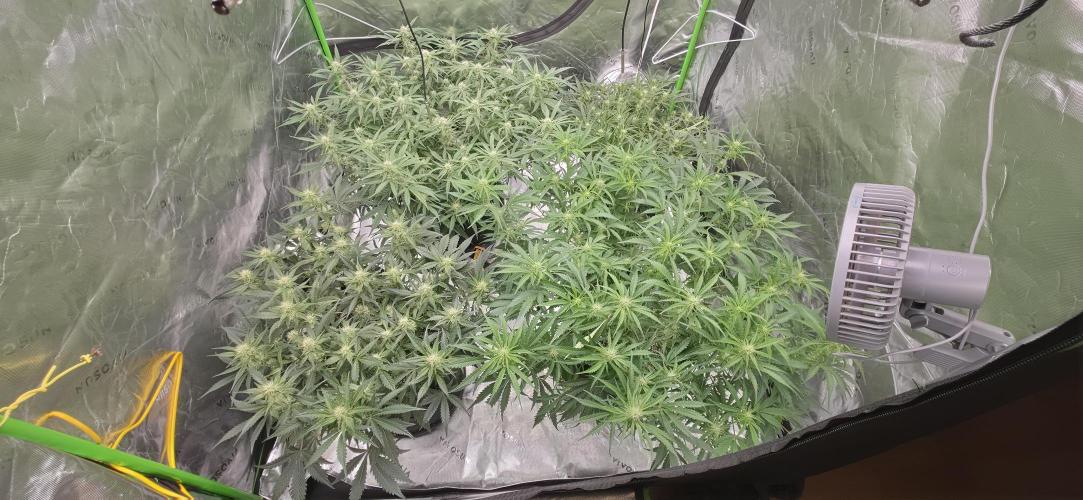 Mephisto fruits. Week 6