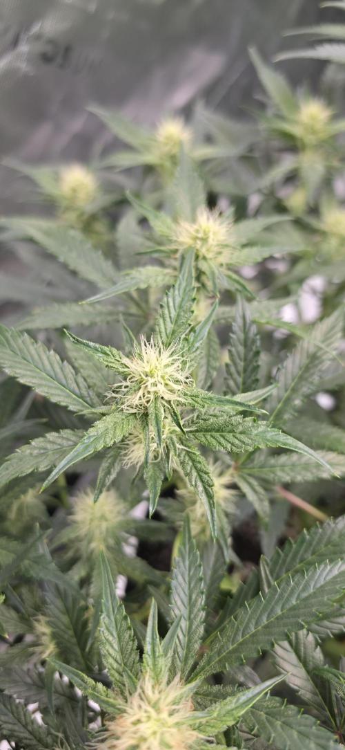 Mephisto fruits. Week 6