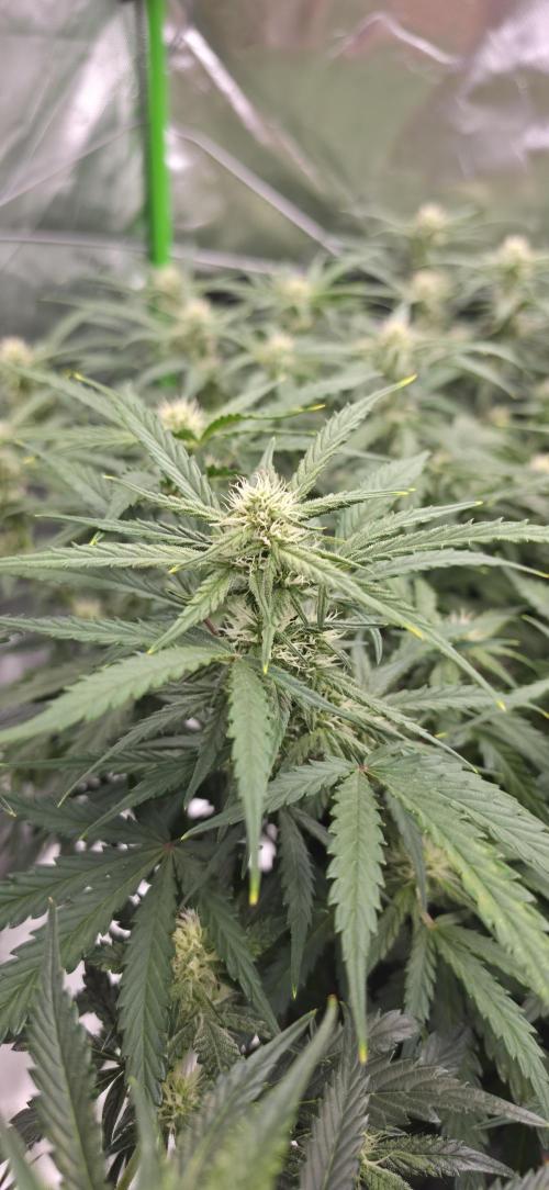 Mephisto fruits. Week 6