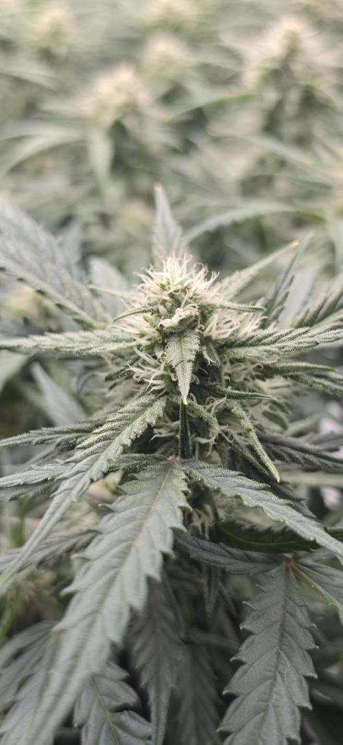 Mephisto fruits. Week 7