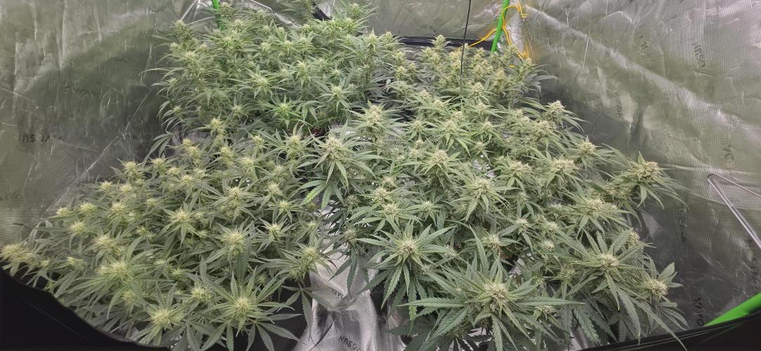 Mephisto fruits. Week 7