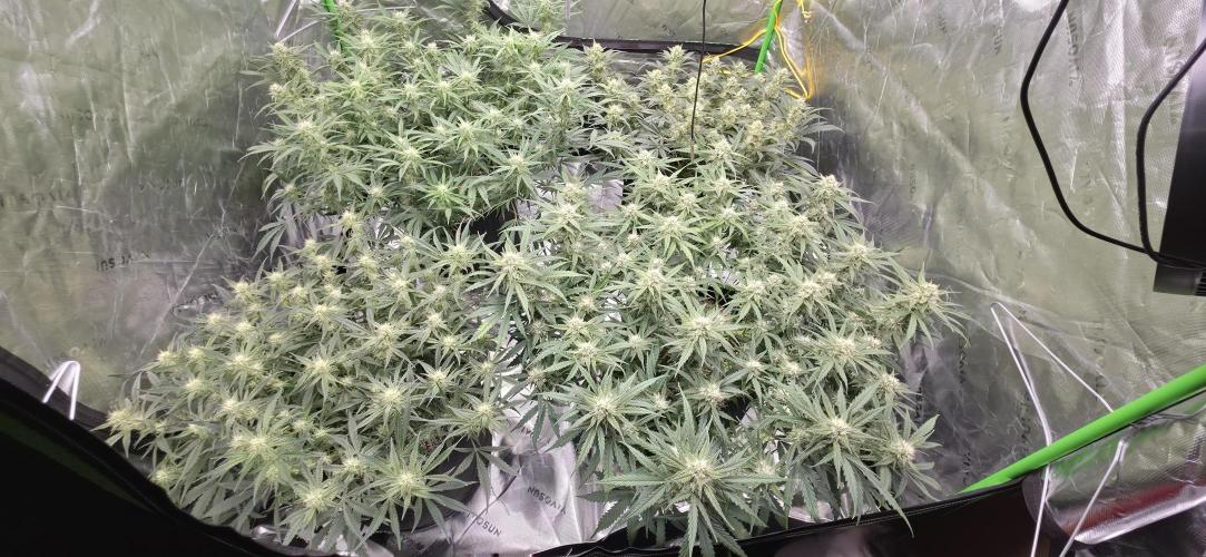 Mephisto fruits. Week 7