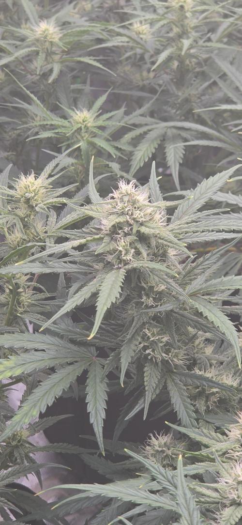 Mephisto fruits. Week 7