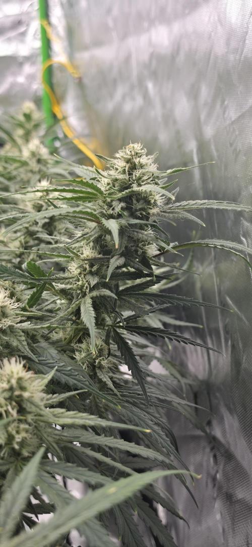 Mephisto fruits. Week 7