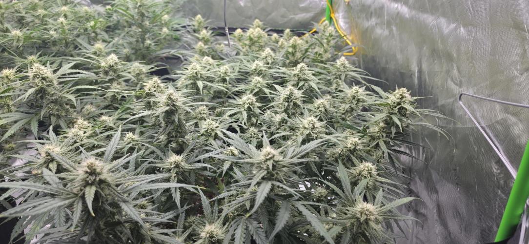 Mephisto fruits. Week 7