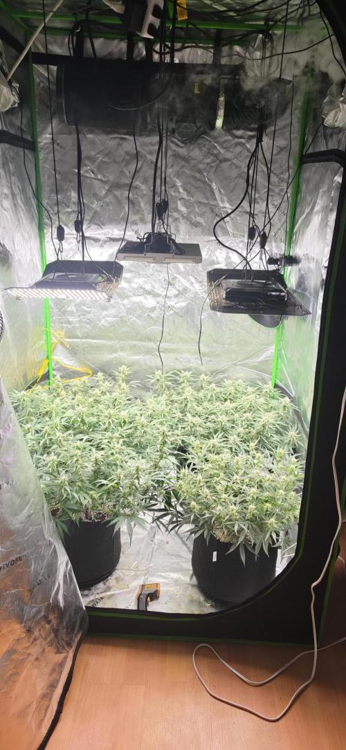 Mephisto fruits. Week 7