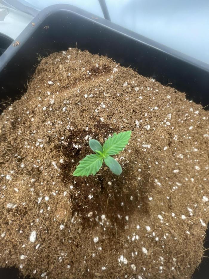 First time growing. Week 0