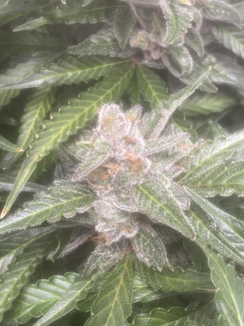 First time growing. Week 5