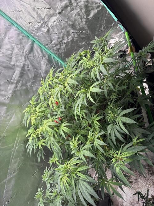 10th planet run by ethos. Week 8